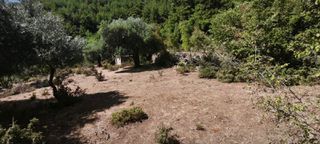 Αγροτεμάχια 3.000 τ.μ. για πώληση, Ν. Καβάλας, Θάσος-thumb-12