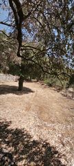 Αγροτεμάχια 3.000 τ.μ. για πώληση, Ν. Καβάλας, Θάσος-thumb-16