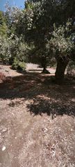 Αγροτεμάχια 3.000 τ.μ. για πώληση, Ν. Καβάλας, Θάσος-thumb-17