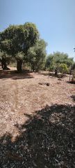 Αγροτεμάχια 3.000 τ.μ. για πώληση, Ν. Καβάλας, Θάσος-thumb-18