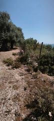 Αγροτεμάχια 3.000 τ.μ. για πώληση, Ν. Καβάλας, Θάσος-thumb-19