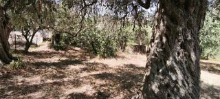 Μονοκατοικία 1.300 τ.μ. προς πώληση, Κοίνυρα-thumb-5