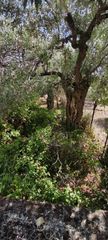 Μονοκατοικία 1.300 τ.μ. προς πώληση, Κοίνυρα-thumb-15