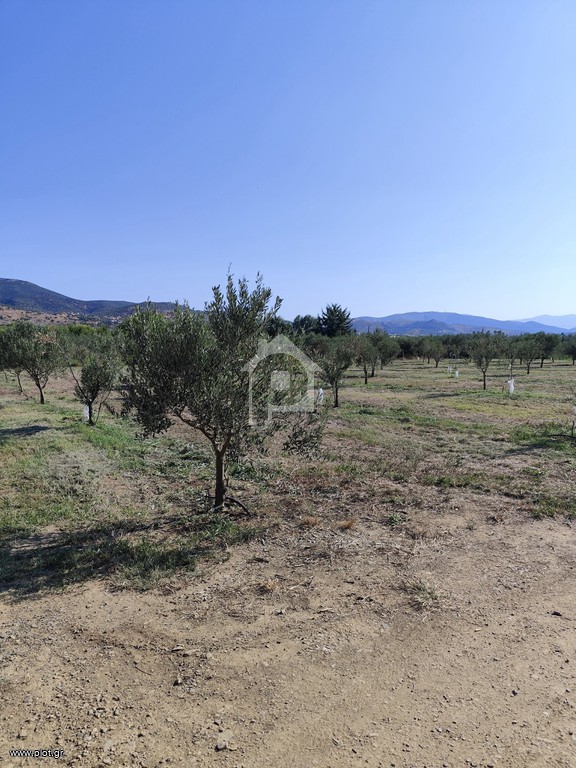 Αγροτεμάχια 3.714 τ.μ. πρός πώληση, Μαγνησία, Νέα Αγχίαλος