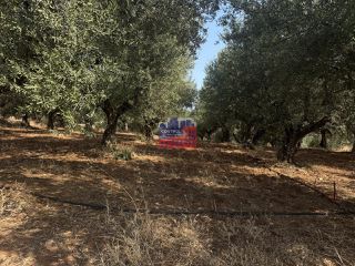 Αγροτεμάχια 23.000 τ.μ. για πώληση