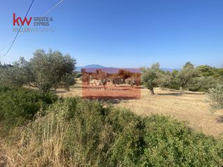 Αγροτεμάχια 5.366 τ.μ. για πώληση