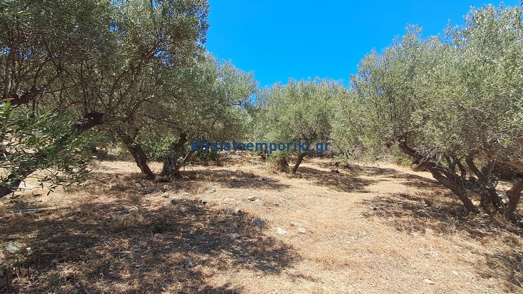 Οικόπεδο 1.000 τ.μ. προς πώληση, Πλάκα Βάμου