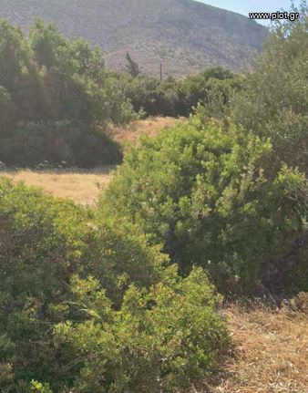Οικόπεδο 10.000 τ.μ. για πώληση, Αττική - Υπόλοιπο, Ανάβυσσος