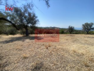 Αγροτεμάχια 5.200 τ.μ. για πώληση