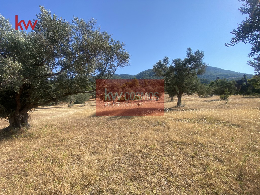 Αγροτεμάχια 9.800 τ.μ. προς πώληση, Δάφνη Μεσσαπίας
