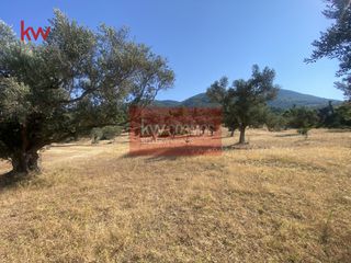 Αγροτεμάχια 9.800 τ.μ. για πώληση
