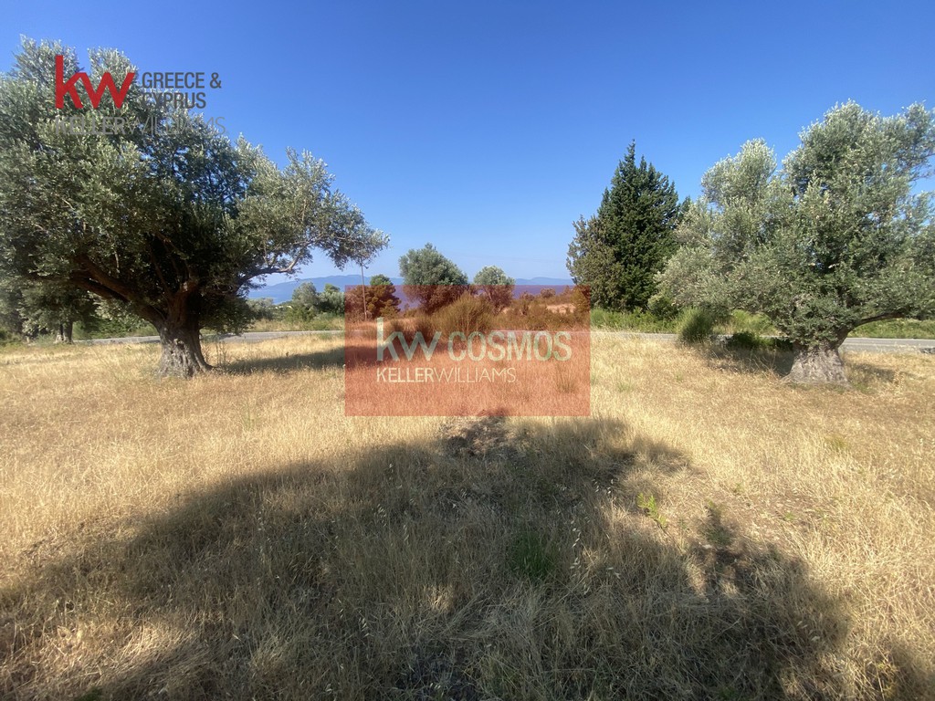 Αγροτεμάχια 9.800 τ.μ. προς πώληση, Δάφνη Μεσσαπίας