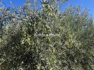 Οικόπεδο 8.000 τ.μ. για ενοικίαση, Φθιώτιδας, Μαλεσίνης-thumb-11