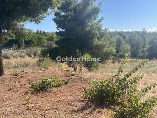 Οικόπεδο 8.000 τ.μ. για ενοικίαση, Φθιώτιδας, Μαλεσίνης-thumb-6