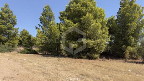 Οικόπεδο 1.455τ.μ. για πώληση-Αρτέμιδα (λούτσα) » Υπαπαντή
