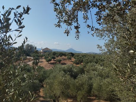 Οικόπεδο 2.206τ.μ. για πώληση-Γαργαλιάνοι » Τραγάνα