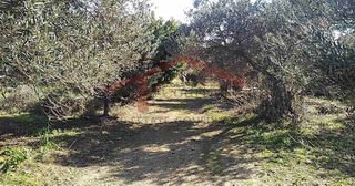 Οικόπεδο 4.000 τ.μ. για πώληση, Εύβοια, Κάρυστος-thumb-5