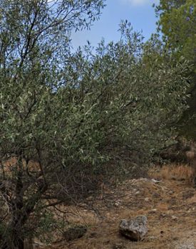 Οικόπεδο 432τ.μ. για πώληση-Άλιμος » Κεφαλληνίων