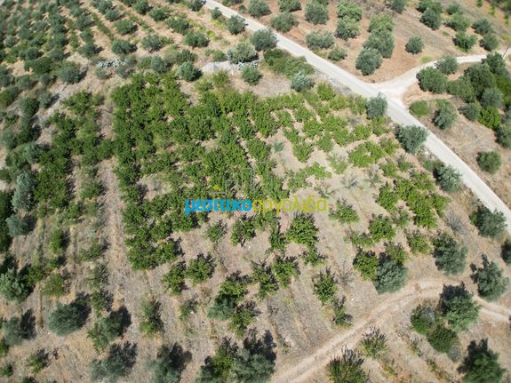 Αγροτεμάχια 5.884 τ.μ. για πώληση, Αργολίδα, Λύρκεια