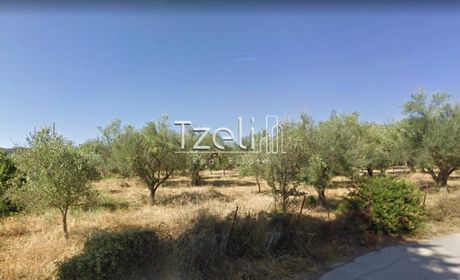 Αγροτεμάχια 9.500 τ.μ. για πώληση