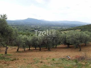 Αγροτεμάχια 16.000 τ.μ. για πώληση