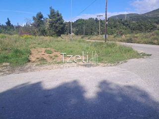 Αγροτεμάχια 3.651 τ.μ. για πώληση, Αχαΐα, Μεσσατίδα-thumb-3