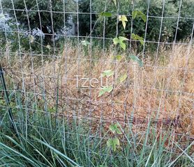 Αγροτεμάχια 8.442 τ.μ. για πώληση, Αχαΐα, Ωλένια-thumb-14