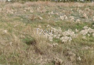 Οικόπεδο 442 τ.μ. για πώληση, Εύβοια, Κάρυστος-thumb-19