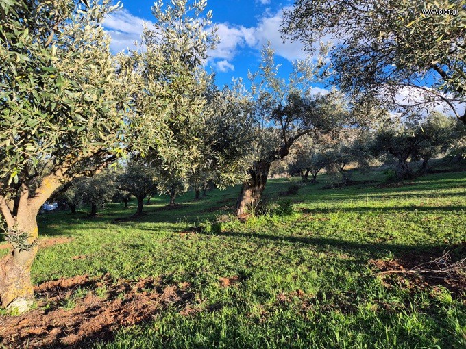Οικόπεδο 3.455 τ.μ. προς πώληση, Μυρτιάς