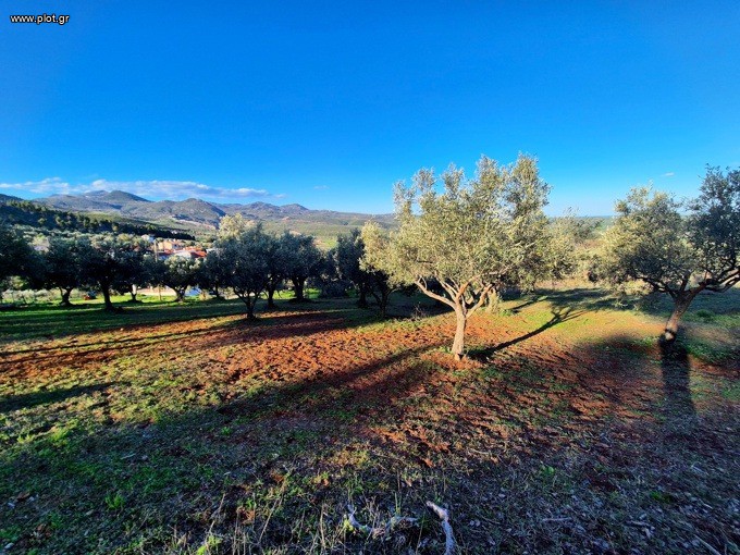 Οικόπεδο 3.455 τ.μ. προς πώληση, Μυρτιάς