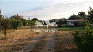 Αγροτεμάχια 4.500 τ.μ. για πώληση