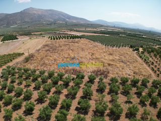 Αγροτεμάχια 11.921 τ.μ. για πώληση, Αργολίδα, Μυκήνες-thumb-3