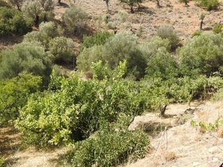 Μονοκατοικία 200 τ.μ. για πώληση, Ν. Ρεθύμνου, Λάμπη-thumb-21