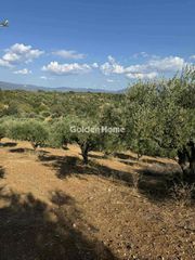 Αγροτεμάχια 10.800 τ.μ. για πώληση