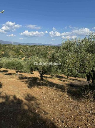 Parcel 10.800 sqm for sale, Achaia, Olenia
