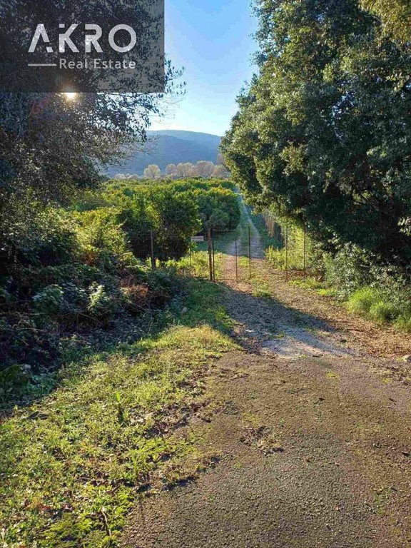 Αγροτεμάχια 13.000 τ.μ. πρός πώληση, Ν. Πρέβεζας, Φανάρι