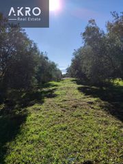Αγροτεμάχια 7.630 τ.μ. για πώληση