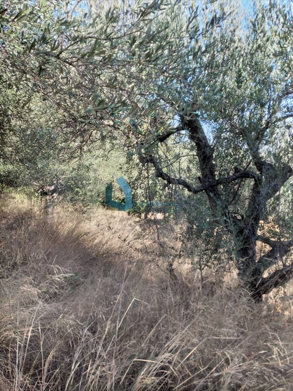 Οικόπεδο 1.500 τ.μ. προς πώληση, Σελλάς