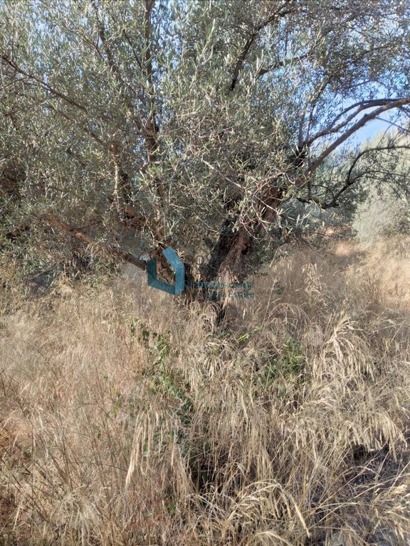 Οικόπεδο 1.500 τ.μ. προς πώληση, Σελλάς