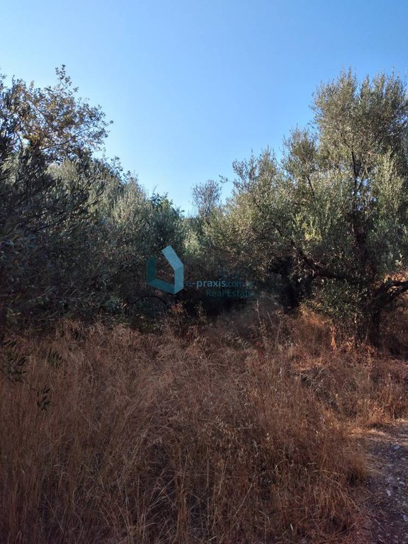 Οικόπεδο 1.500 τ.μ. προς πώληση, Σελλάς