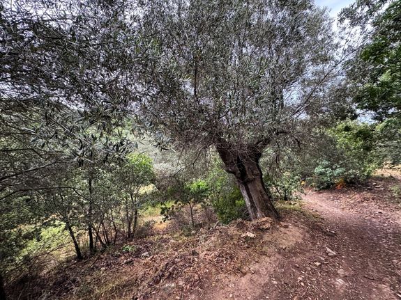 Αγροτεμάχια 9.270 τ.μ. για πώληση, Ν. Ρεθύμνου, Ρέθυμνο