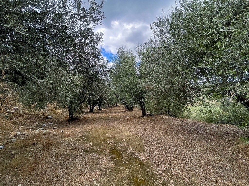 Parcel 12.774 sqm for sale, Rethymno Prefecture, Geropotamos