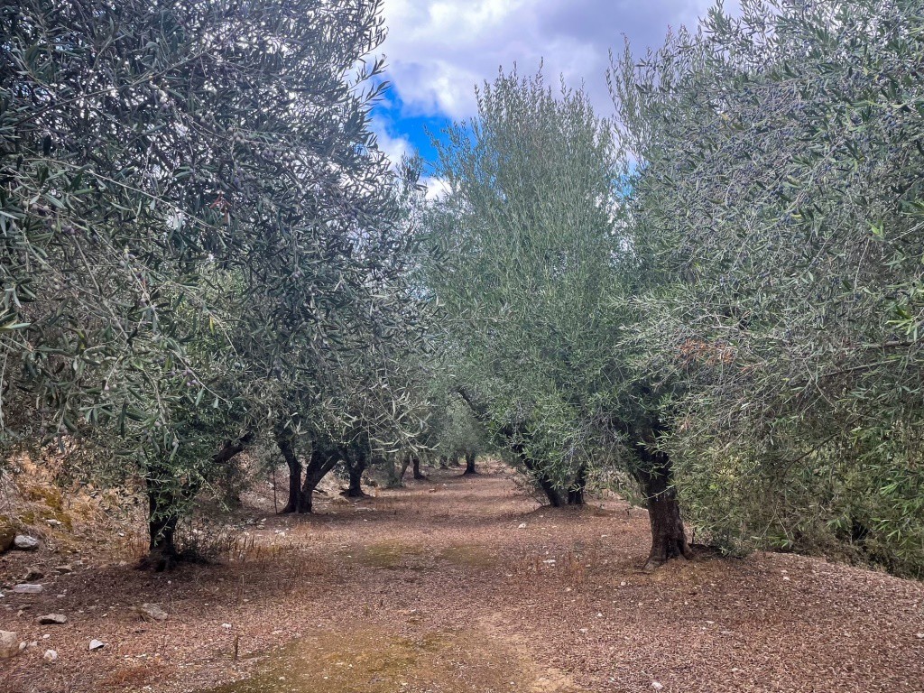 Parcel 12.774 sqm for sale, Rethymno Prefecture, Geropotamos