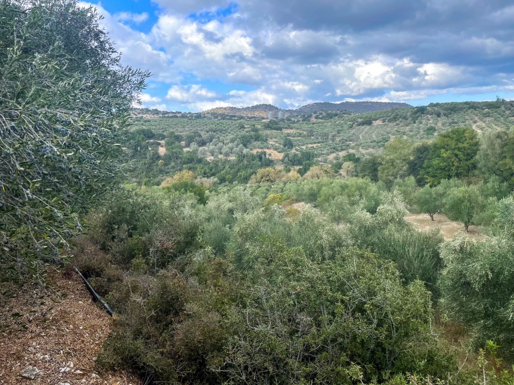 Parcel 12.774 sqm for sale, Rethymno Prefecture, Geropotamos