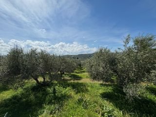 Αγροτεμάχια 2.738 τ.μ. για πώληση