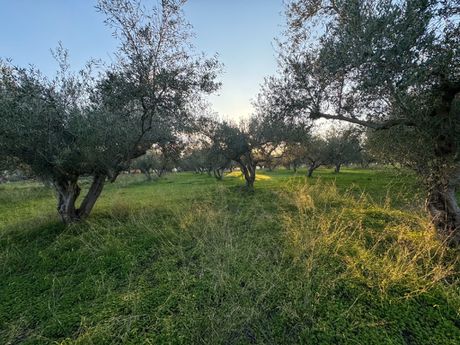 Αγροτεμάχια 5.178τ.μ. για πώληση-Αρκάδι