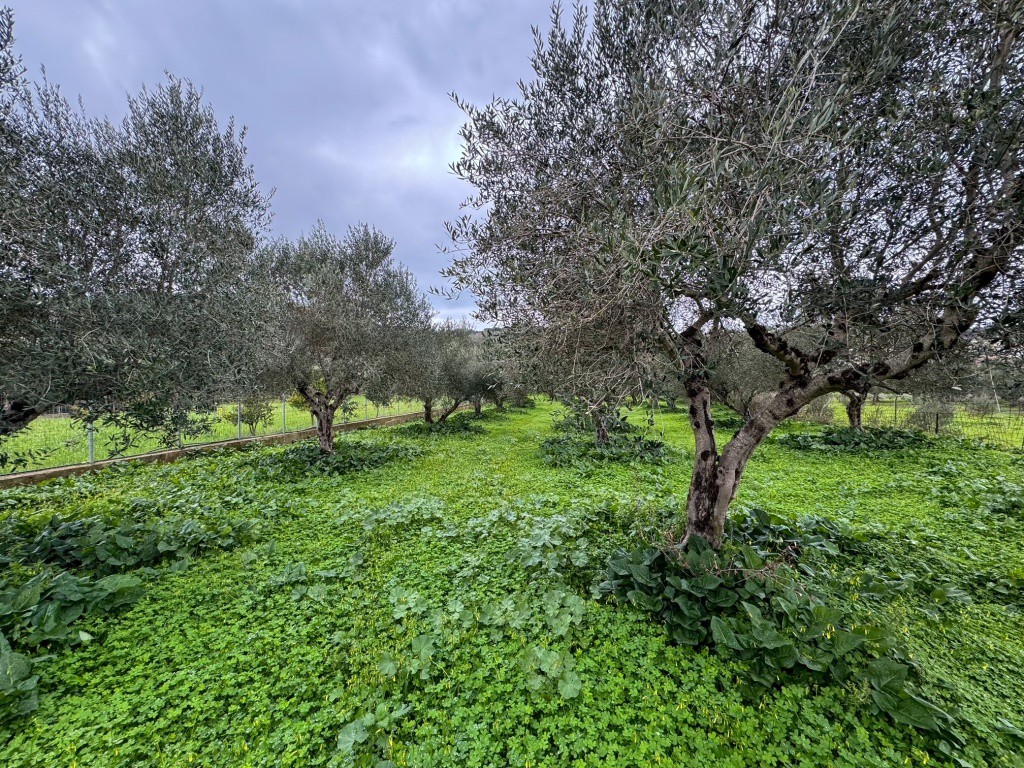 Οικόπεδο 2.920 τ.μ. πρός πώληση, Ν. Ρεθύμνου, Νικηφόρος Φωκάς