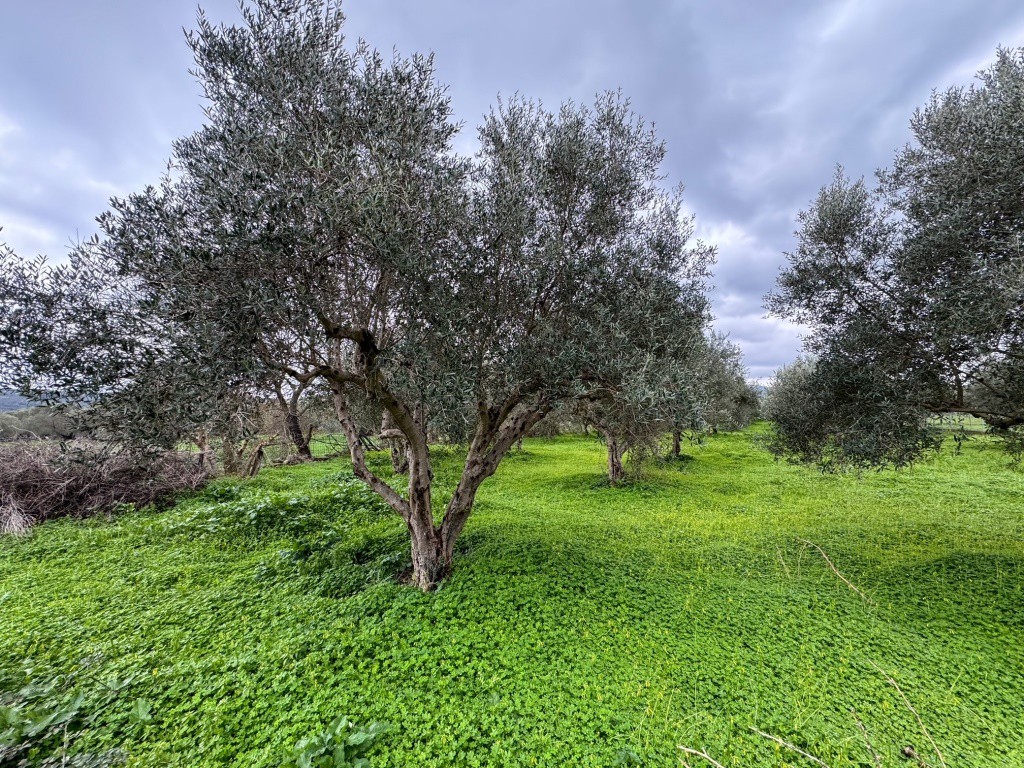 Οικόπεδο 2.920 τ.μ. πρός πώληση, Ν. Ρεθύμνου, Νικηφόρος Φωκάς