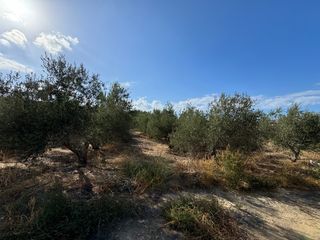 Αγροτεμάχια 2.800 τ.μ. για πώληση