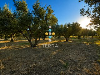 Αγροτεμάχια 7.000 τ.μ. για πώληση, Ν. Ρεθύμνου, Αρκάδι-thumb-8